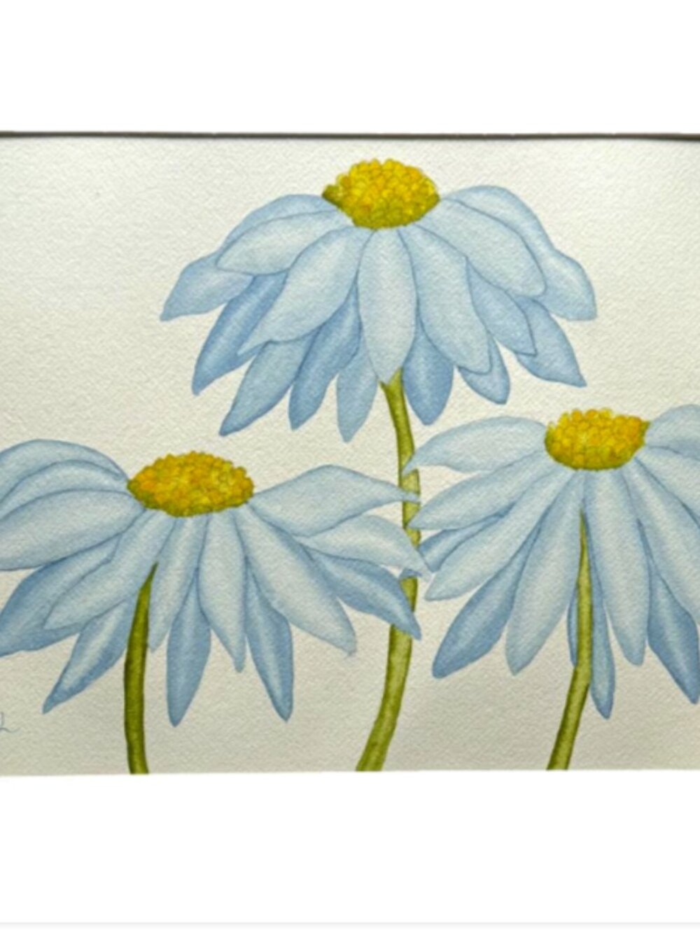 Painting Watercolor Flower Daisy Coneflower Blue 11x14 & White Mat Original Art